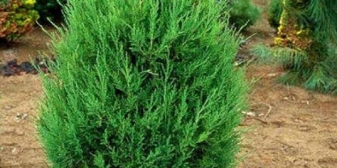 Kineska smreka: najbolje sorte, opis, sadnja i uzgoj